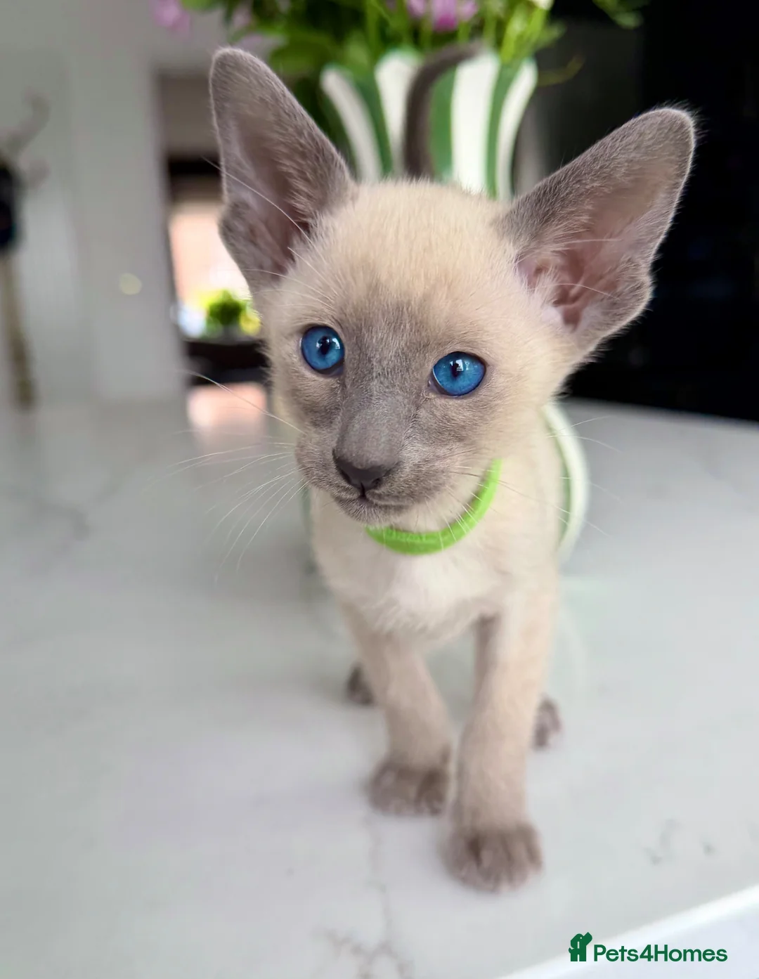 Siamese cats for sale: Pedigree GCCF Registered Siamese Kittens  - Advert 1