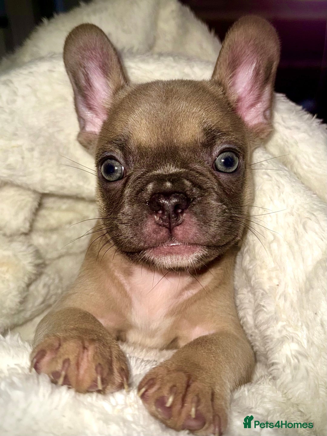 French Bulldog dogs for sale: 2 Female French bull dogs left - Image 7
