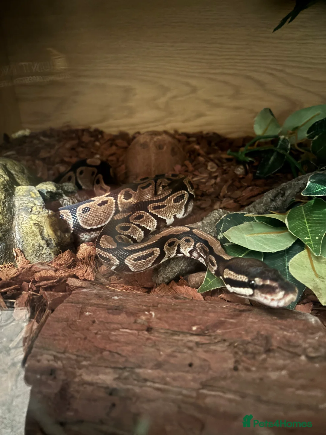 Python Snake reptiles for sale: Royal python  in Fakenham - Advert 1