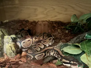 Python Snake reptiles Royal python in Fakenham - Advert 1