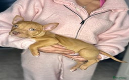 Mixed Breed dogs for sale: Siberian Husky x Pocket Bully's - Advert 3