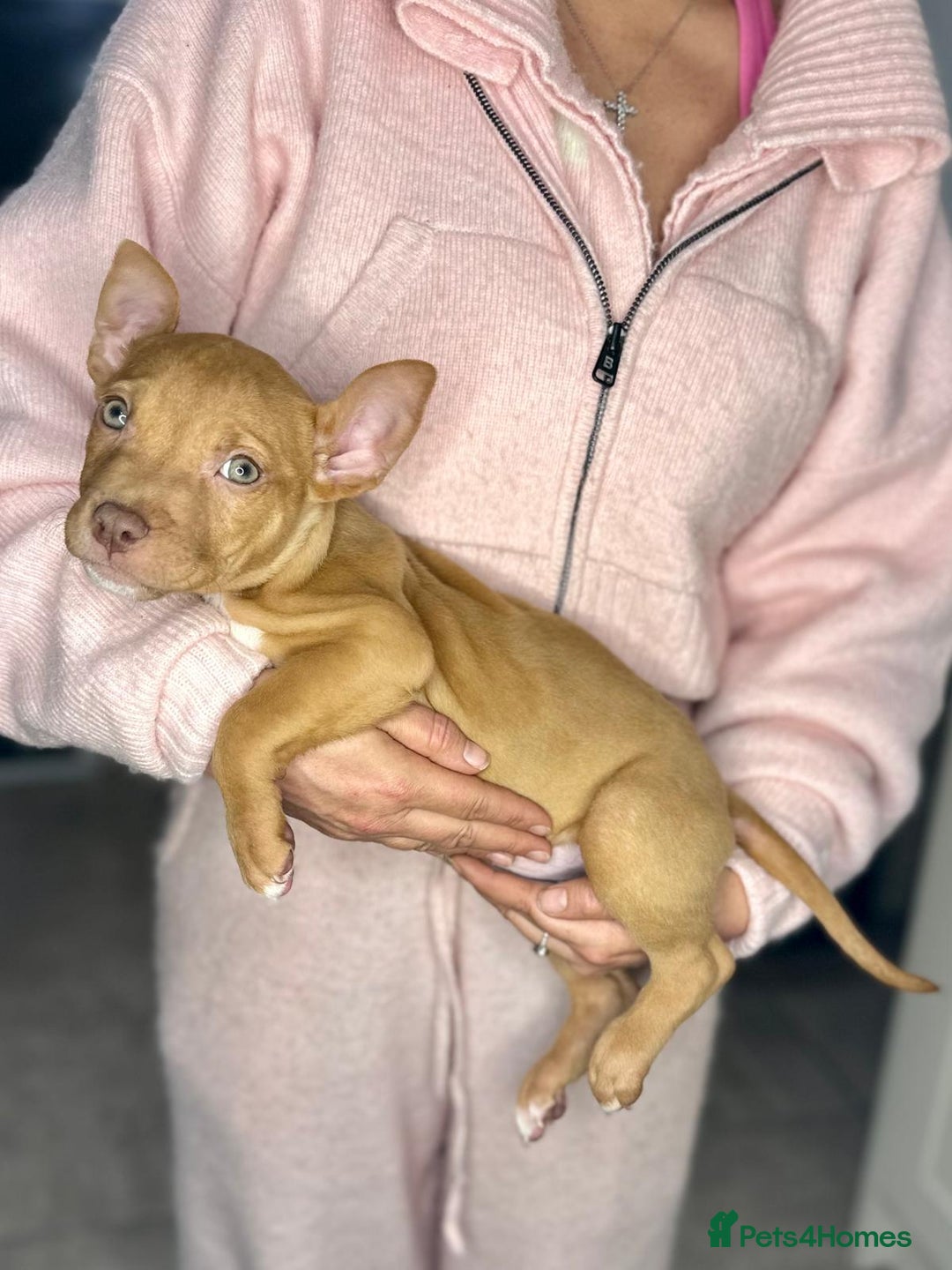 Mixed Breed dogs for sale: Siberian Husky x Pocket Bully's - Advert 3