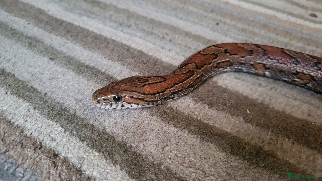 Corn Snake reptiles for sale: Lovely Corn Snake with Vivarium & furnishings - Advert 1