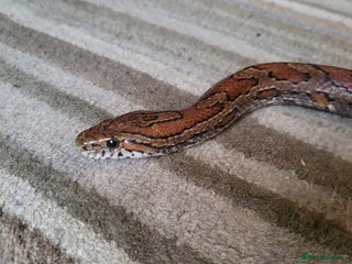 Corn Snake reptiles Lovely Corn Snake with Vivarium & furnishings - Advert 1