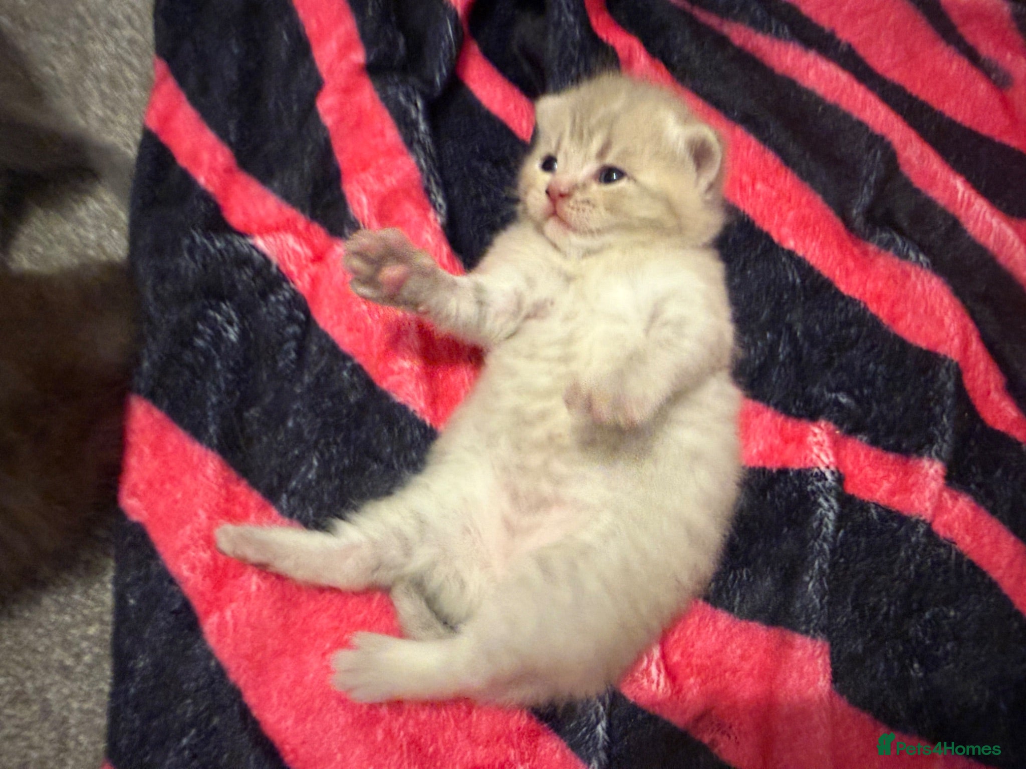 British Shorthair cats Scottishstraight x British shorthair kittens  - Advert 2