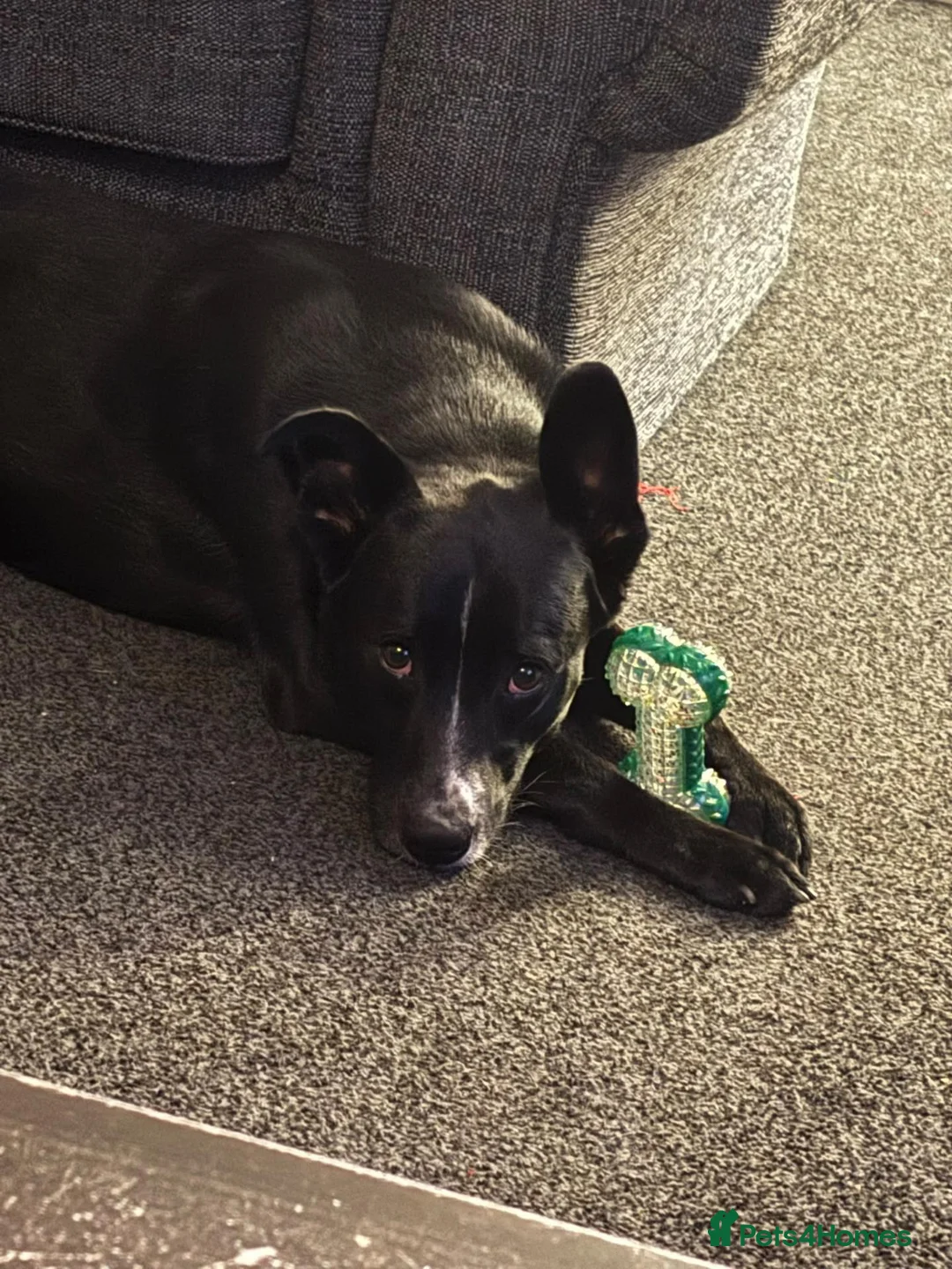 Mixed Breed dogs for sale: Marley - Advert 2