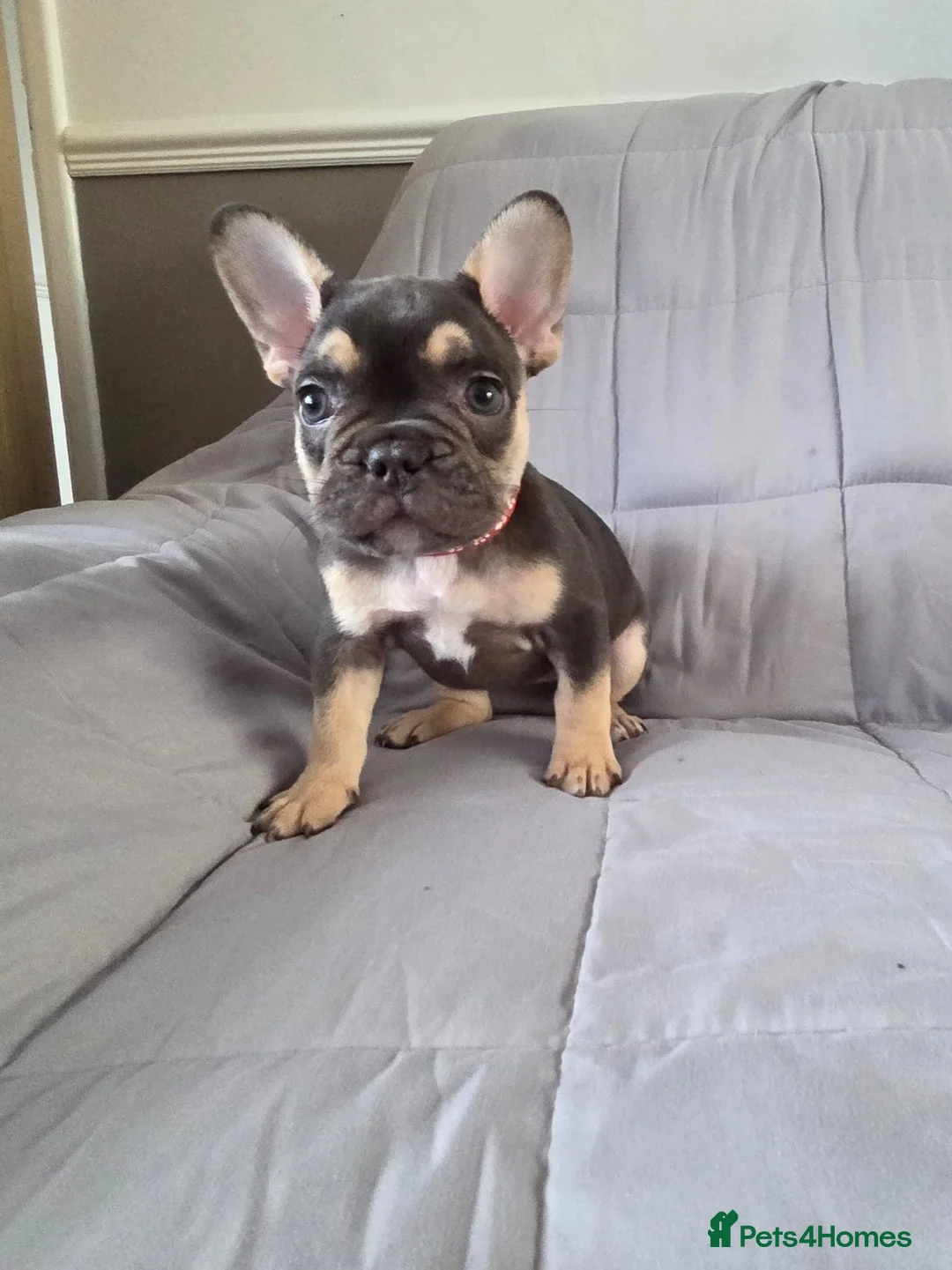French Bulldog dogs for sale: Beautiful Frenchie puppies (ready for new home) - Advert 2