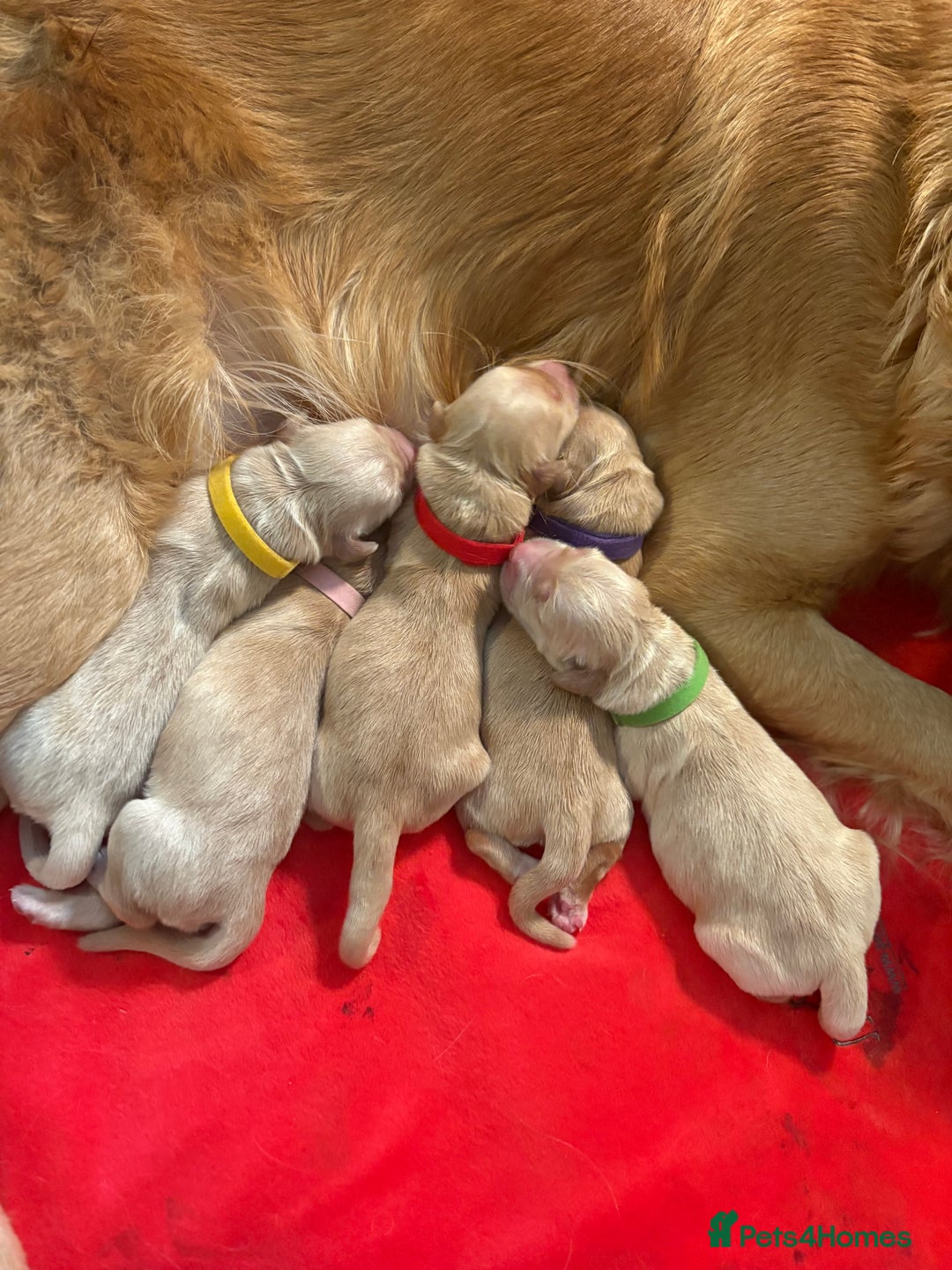 Golden Retriever dogs for sale: 1 female Golden Retriever Pup left for sale🥰🏡 - Advert 11