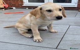 Labrador Retriever dogs for sale:  Unique Labrador ready for new home - Image 8