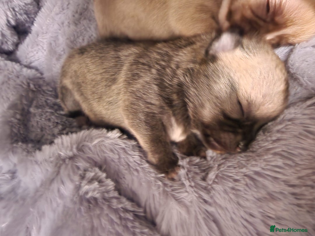 Chihuahua dogs for sale: Adorable Chihuahua Puppies Ready Soon!  - Advert 3