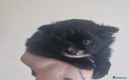 Mixed Breed dogs for sale: Pomeranian Puppy  - Image 2
