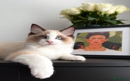 Ragdoll cats for sale: Ready to leave!!😻 Beautiful GCCF Boy Kittens - Image 4
