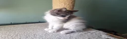 Maine Coon cats for sale: Maine Coon kittens  in Northampton - Advert 19