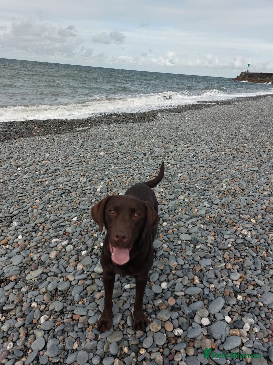 Labrador Retriever dogs for sale: Beautiful Labrador puppies ready in October in Tenbury Wells - Advert 4
