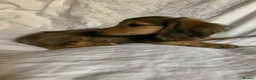 Dachshund dogs for sale: Ready now top quality KC Reg - Advert 5