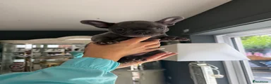 French Bulldog 5