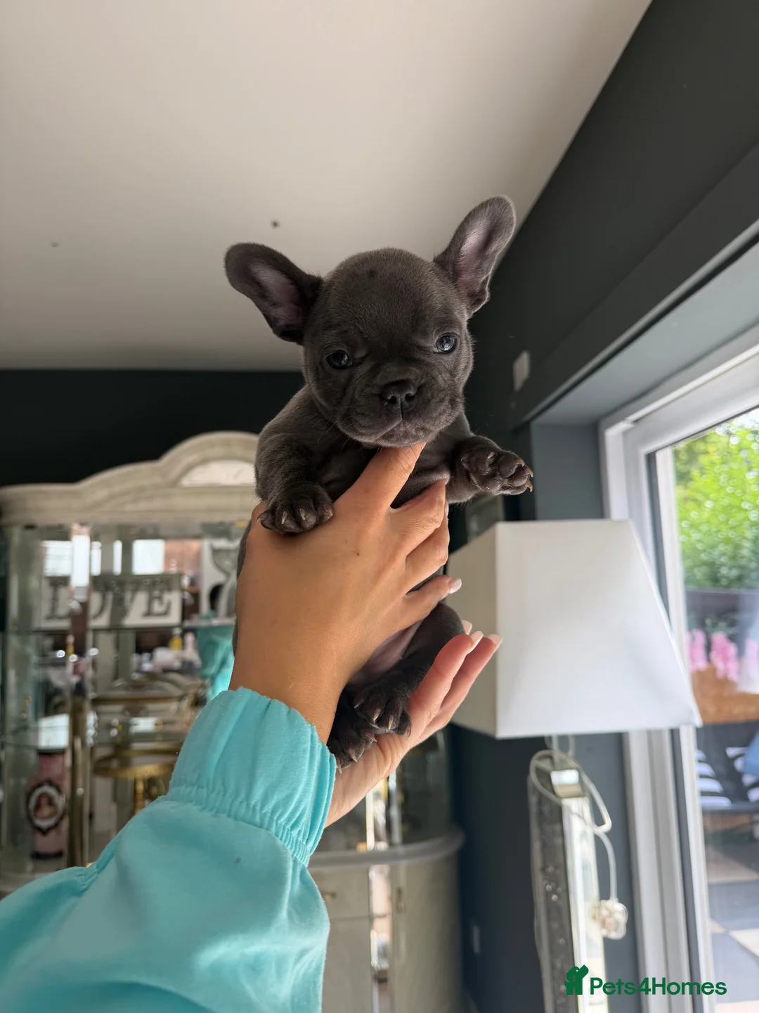 French Bulldog dogs for sale: French bulldog puppies in Aberdeen - Advert 2