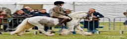 Irish Cob horses for sale: Rising 5 traditional 13hh gelding PC/allrounder - Advert 6