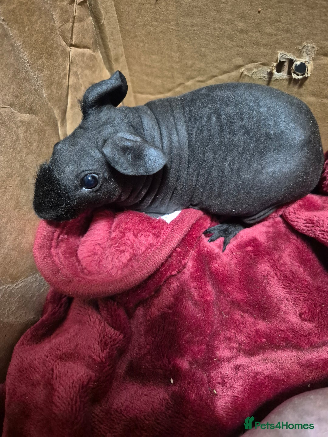 Guinea Pig rodents for sale: Baby Male Skinny Pigs For Sale  - Advert 10