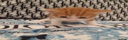 American Shorthair cats for sale: 6 gorgeous mix breed kittens  - Advert 22