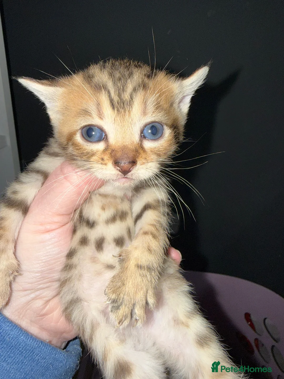 Mixed Breed cats for sale: Mixed gender kittens - Advert 4