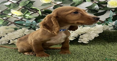 Cocker Spaniel dogs - Advert 11
