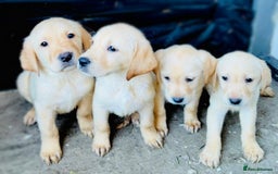 Labrador Retriever dogs for sale: Labrador Puppies  - Image 2