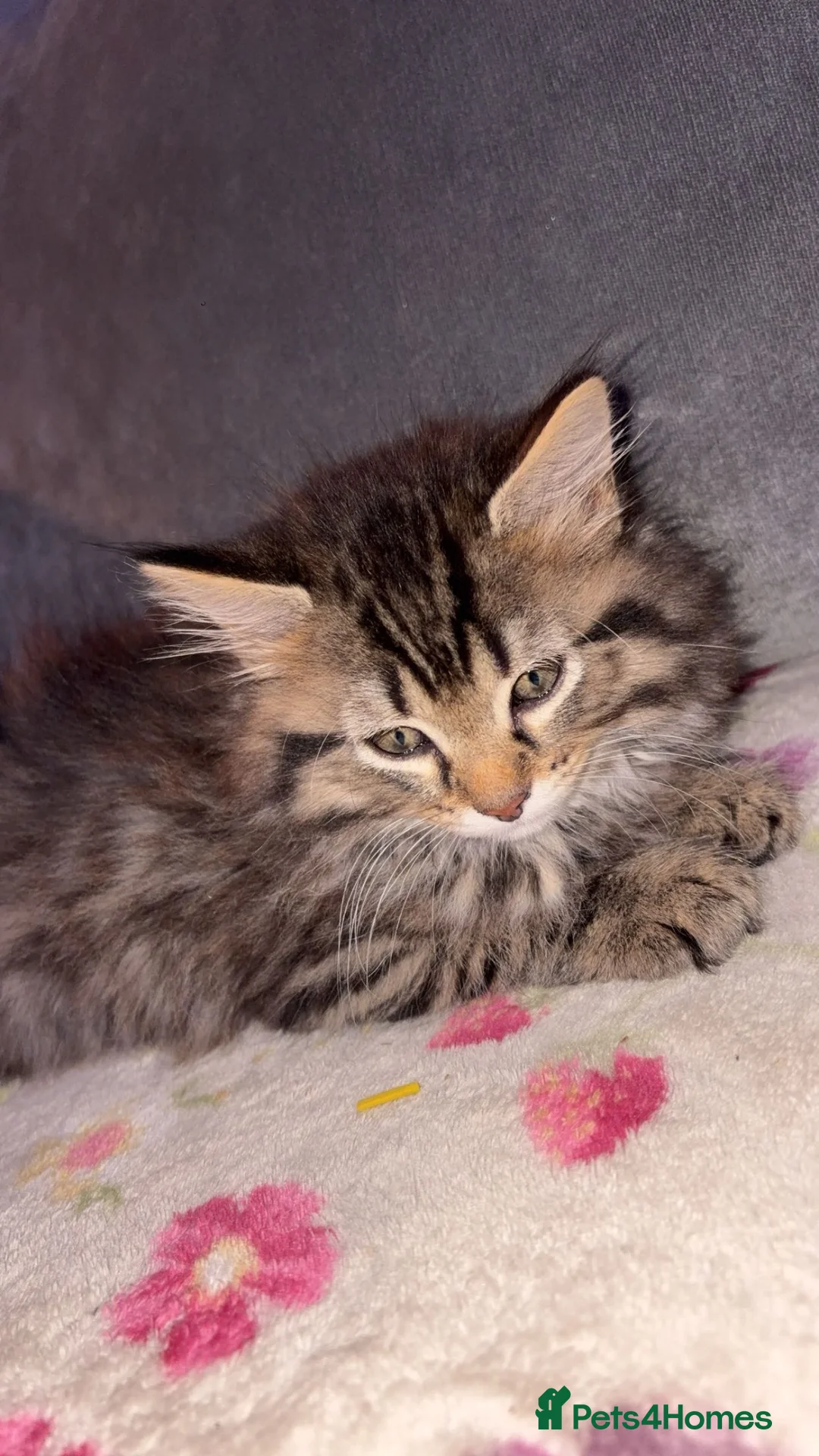 Maine Coon cats for sale: 2 xl Maine coon kittens - Advert 6