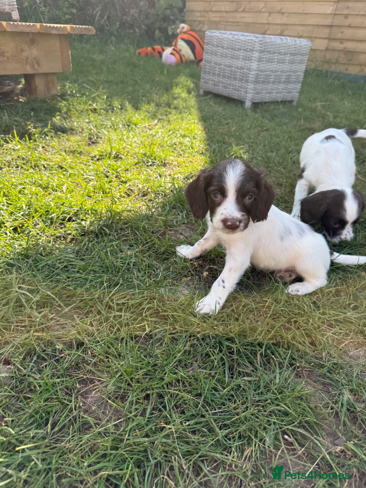 English Springer Spaniel dogs Well bred KC Springer Spaniel puppies  - Advert 3