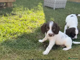 English Springer Spaniel dogs Well bred KC Springer Spaniel puppies - Advert 3