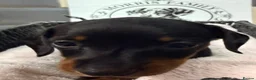 Miniature Dachshund dogs for sale: Outstanding quality Russian bloodline minis - Advert 19