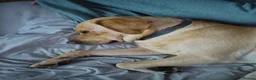 Labrador Retriever dogs for stud: Available for stud. Nearly 2 years old. So placid - Advert 12