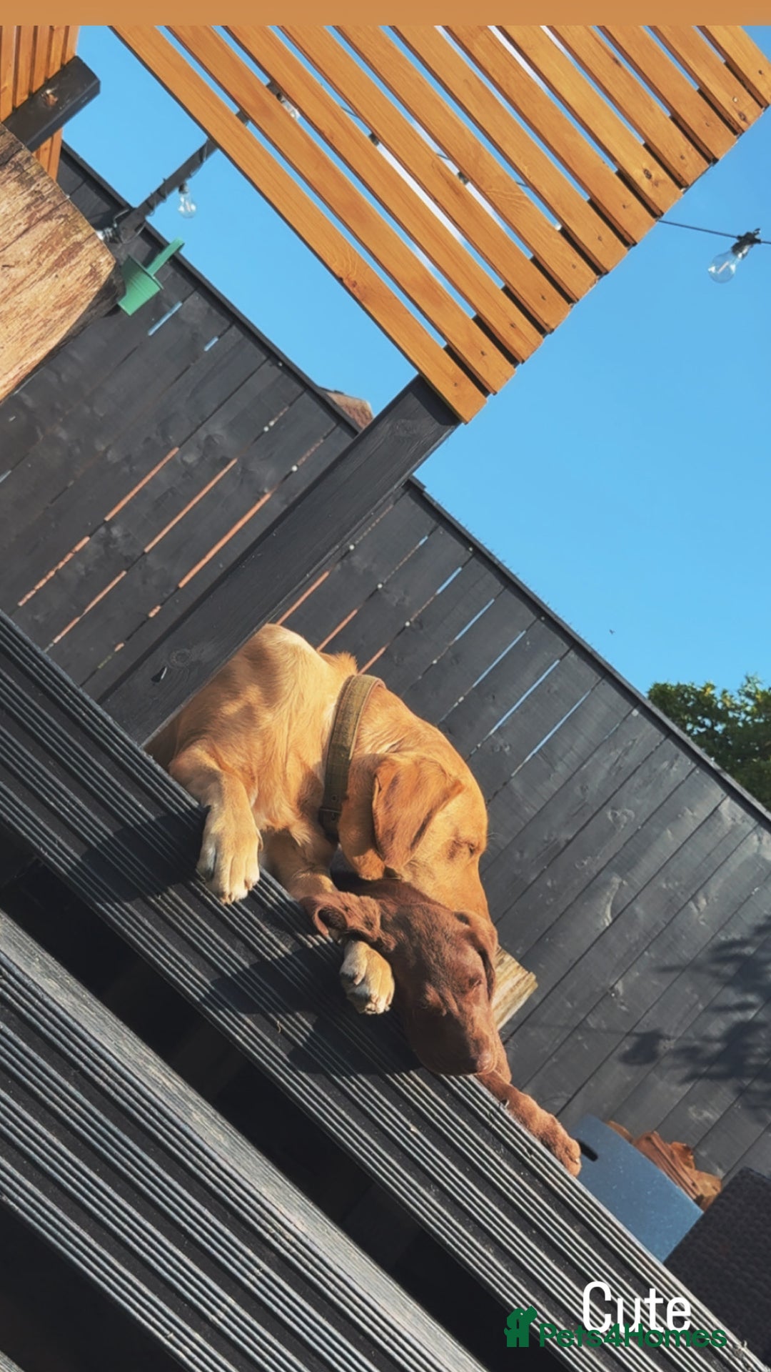 Labrador Retriever dogs for sale: Chocolate Lab 5 month Female - Image 5