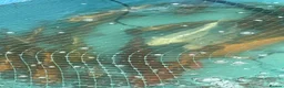 Koi Carp fish for sale: Carp koi 40cm others 58-60cm+ ready to go  - Advert 9
