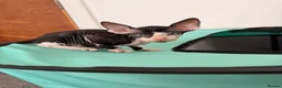 Sphynx cats for sale: Beautiful Sphynx kittens🩵💙🩵 - Advert 8