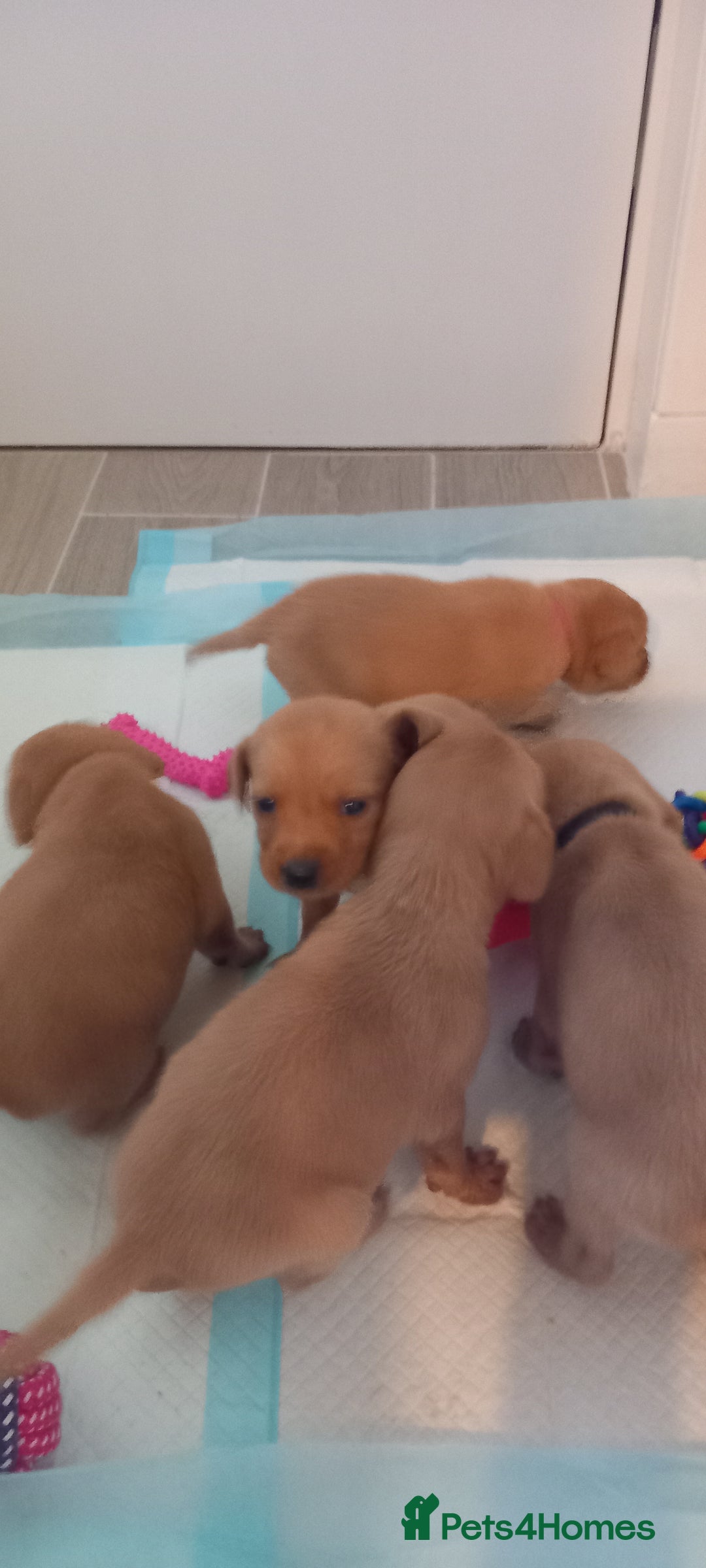 Labrador Retriever dogs for sale: KC REG FOX RED LABRADOR PUPPIES - Advert 5