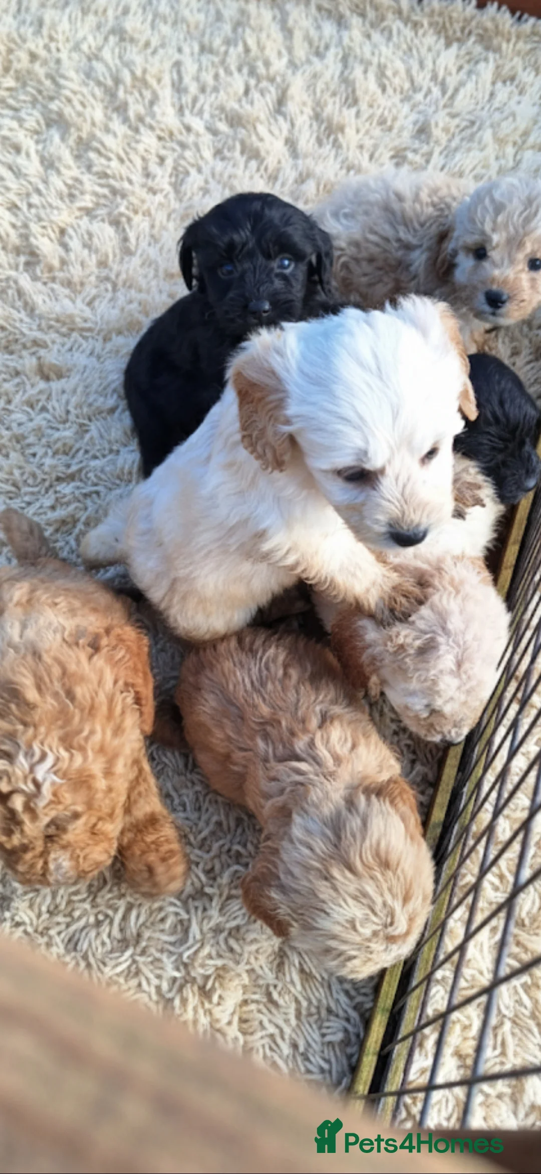 Cockapoo dogs for sale: Stunning cockapoo puppies! - Advert 1