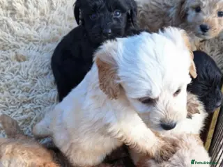 Cockapoo dogs Stunning cockapoo puppies! - Advert 1