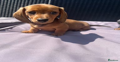 Miniature Dachshund dogs - Advert 2