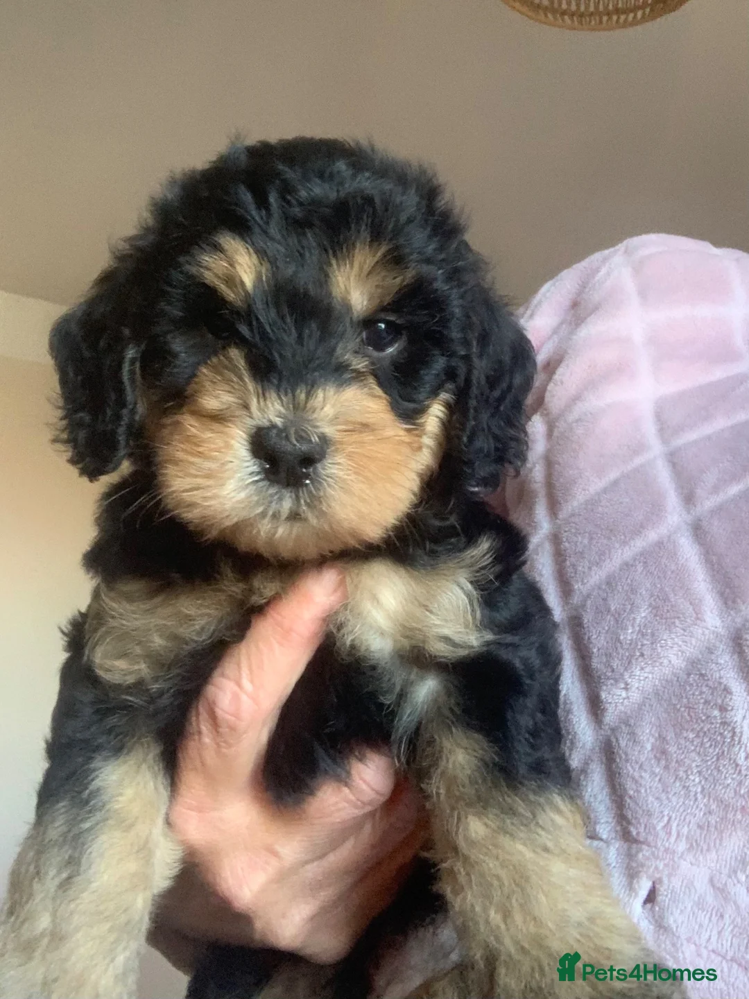 Cockapoo dogs for sale: Beautiful F1b Cockapoo Puppies phantom colours 🐾 - Advert 1