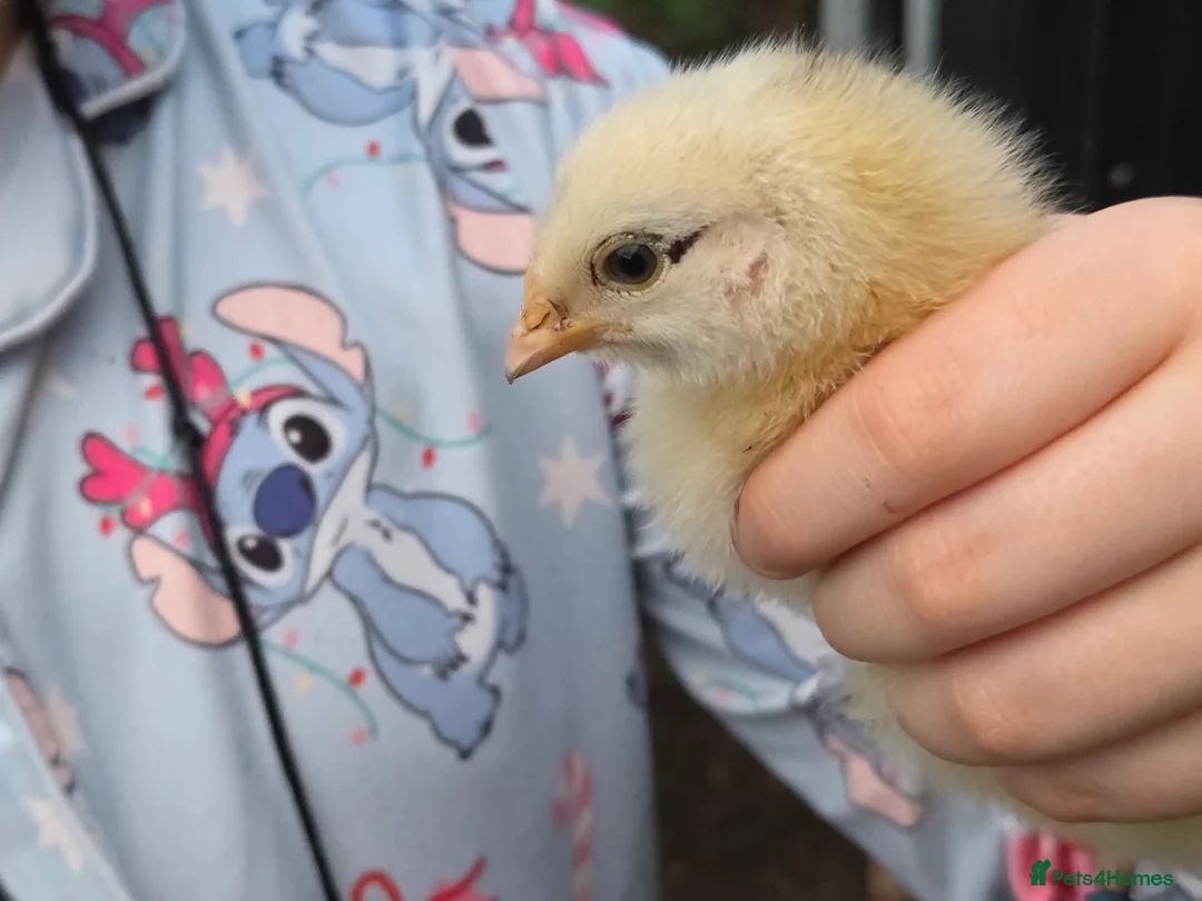 Chickens poultry for sale: 4 straight run chicks available - Advert 2