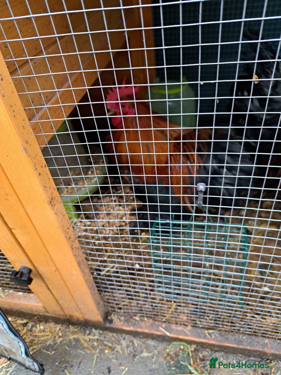 Chickens poultry for sale: Two Cockerel for Sale  - Advert 4