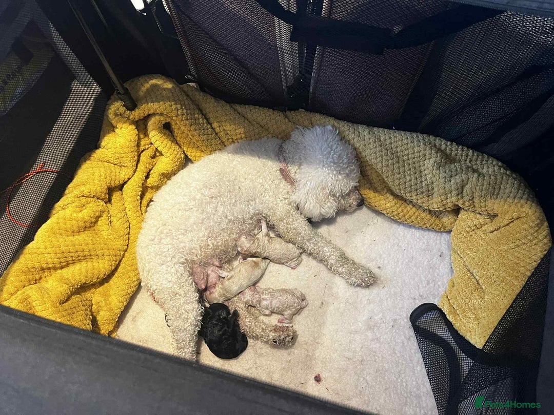 Cockapoo dogs for sale: Beautiful cockapoo babies - Image 6