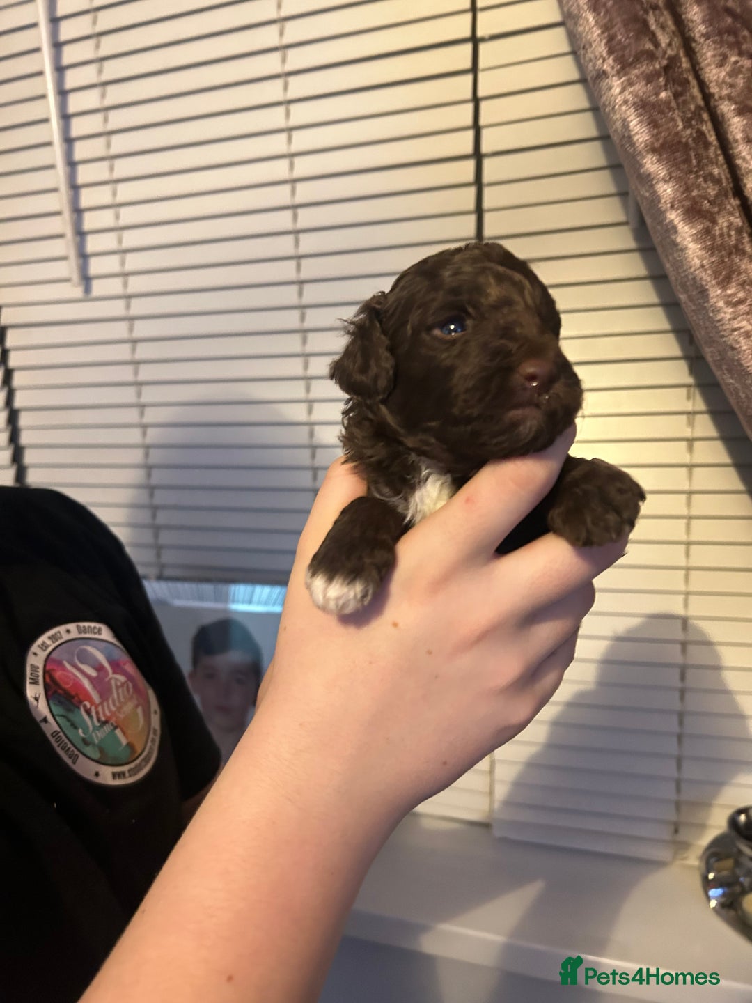 Shihpoo dogs for sale: Last chocolate boy! 4 Toy poodle x Shihpoos - Advert 23