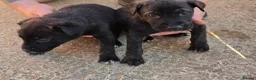 Belgian Shepherd Dog dogs for sale: Dutch shepherd puppies - Advert 12