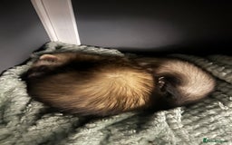Ferret rodents for sale: 2 female ferrets for sale  - Advert 4