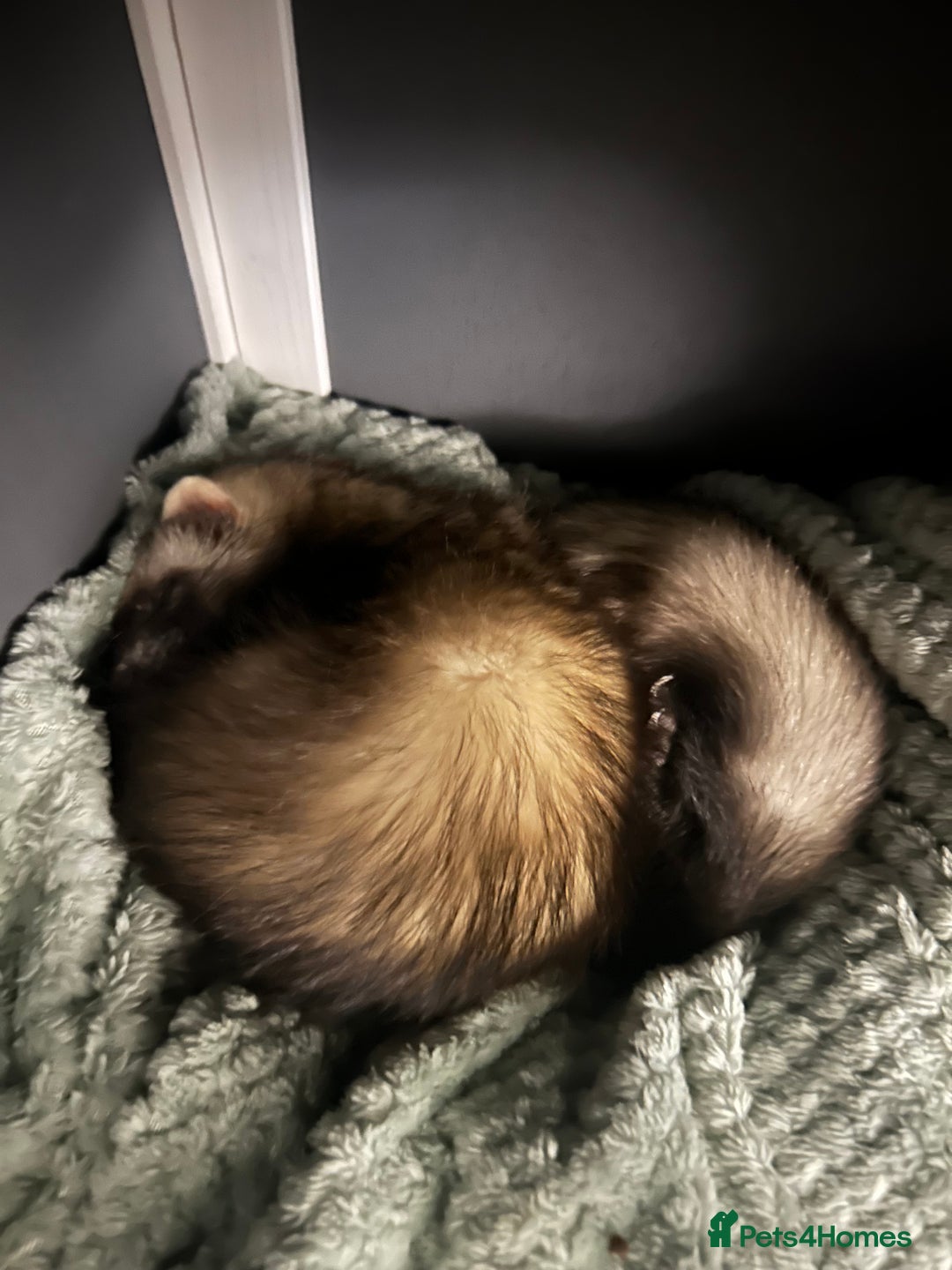 Ferret rodents for sale: 2 female ferrets for sale  - Advert 4
