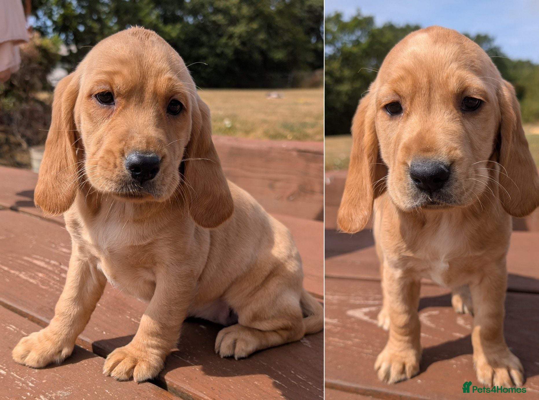 Cockerdor dogs Stunning Golden Cockerdor puppies  - Advert 1