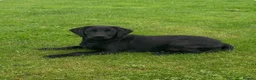 Labrador Retriever dogs for sale: Black Labrador girl kc reg 5th - Advert 3