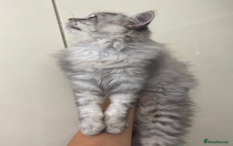Mixed Breed cats for sale: Mixed persian - Image 2